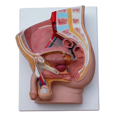 Ciências Médicas Pelve masculina Modelo de 2 partes Órgãos genitais desmontáveis com PVC avançado