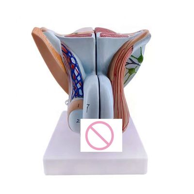 Simulação de órgãos reprodutivos humanos Modelo anatômico de órgãos genitais masculinos para clínicas
