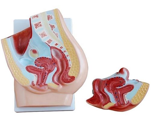 Modelo de pelve feminina viva para ensino médico Categorias Modelos do sistema genital humano