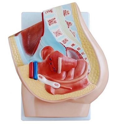 Modelo de pelve feminina viva para ensino médico Categorias Modelos do sistema genital humano