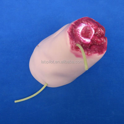 Manikin para Hemostase Prática de Treinamento Modelo Trauma Primeiros Socorros Bandagem membro