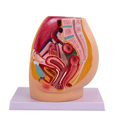 Modelo de anatomia da cavidade pélvica feminina na seção mediasagital para ensino em hospitais