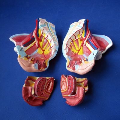Modelo de cavidade pélvica feminina músculos vasos e nervos para demonstração médica'escolha