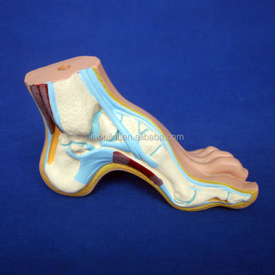Categorias Estruturas anatômicas detalhadas Biológicas normais 3D Modelos de pés planos e arqueados