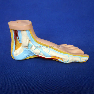 Categorias Estruturas anatômicas detalhadas Biológicas normais 3D Modelos de pés planos e arqueados
