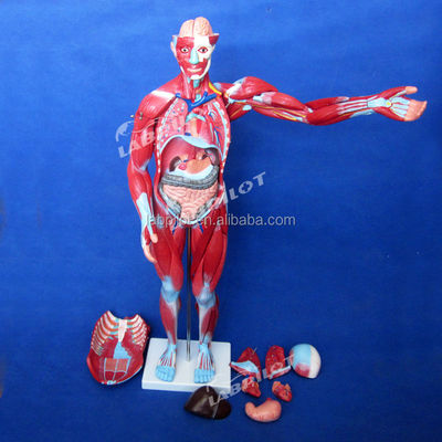 Artigo Modelo de anatomia do corpo humano que mostra órgãos internos e músculos Manikinho de tronco