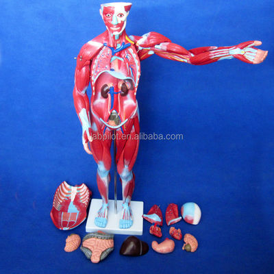Artigo Modelo de anatomia do corpo humano que mostra órgãos internos e músculos Manikinho de tronco