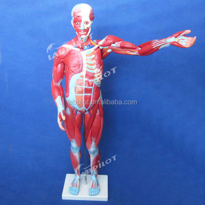 Artigo Modelo de anatomia do corpo humano que mostra órgãos internos e músculos Manikinho de tronco