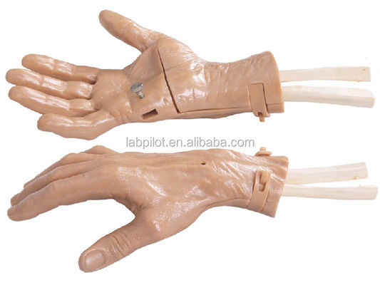 Realistic Hand Movement Hand Training Simulator de Recuperação com Estrutura de Anatomia Viva