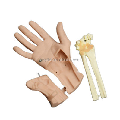 Realistic Hand Movement Hand Training Simulator de Recuperação com Estrutura de Anatomia Viva