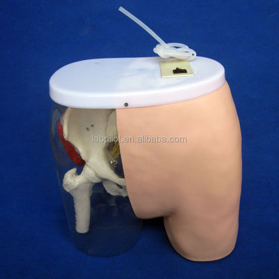 Ciências Médicas Modelo de Treinamento de Injeção Intramuscular com músculos e nervos visíveis