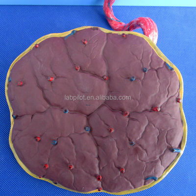 Ciência Médica Modelo de Circulação Fetal Pintado com Placenta do Coração e Cordão Umbilical