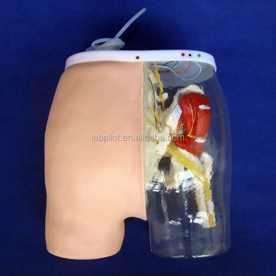Ciências Médicas Modelo de Treinamento de Injeção Intramuscular com músculos e nervos visíveis