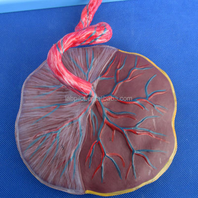 Ciência Médica Modelo de Circulação Fetal Pintado com Placenta do Coração e Cordão Umbilical