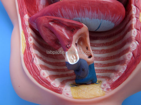 Ciência Médica Modelo de Circulação Fetal Pintado com Placenta do Coração e Cordão Umbilical