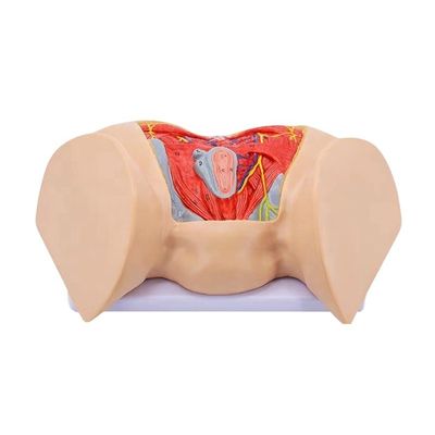 Ciências Médicas Modelo anatômico Avançado Fêmea músculos perineais Nervos e vasos sanguíneos