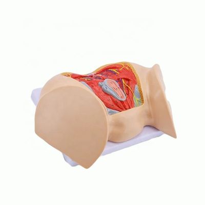 Ciências Médicas Modelo anatômico Avançado Fêmea músculos perineais Nervos e vasos sanguíneos