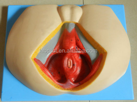Modelo avançado de perineo de PVC para entender a anatomia perineal masculina