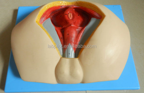 Modelo avançado de perineo de PVC para entender a anatomia perineal masculina