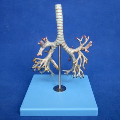 Modelo Médico de Bronquias Humanas Bronquias Avançadas de PVC da Traqueia Modelo em tamanho natural