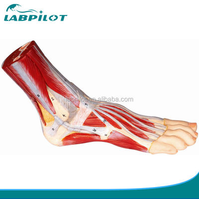 Modelo Muscular Vivo do Pé Humano Anatomia Plantar Estruturas Detalhadas Modelo de Anatomia do Pé