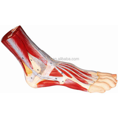 Modelo Muscular Vivo do Pé Humano Anatomia Plantar Estruturas Detalhadas Modelo de Anatomia do Pé