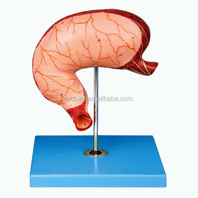 Modelo avançado de secção do estômago humano em PVC para formação profissional do sistema digestivo