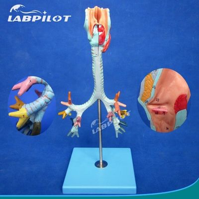 Ciência Médica Display Removível Árvore Bronquial e Traqueia Modelo para a anatomia da laringe