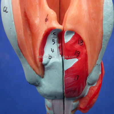 Ciência Médica Display Removível Árvore Bronquial e Traqueia Modelo para a anatomia da laringe