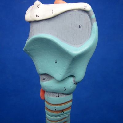 Ciência Médica Display Removível Árvore Bronquial e Traqueia Modelo para a anatomia da laringe