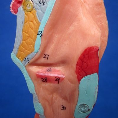 Ciência Médica Display Removível Árvore Bronquial e Traqueia Modelo para a anatomia da laringe