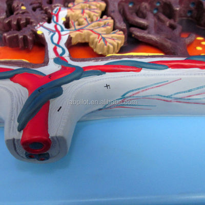 Modelo 3D Vivo da Placenta Tecido da Placenta e Cordão Umbilical para Demonstrações de Anatomia