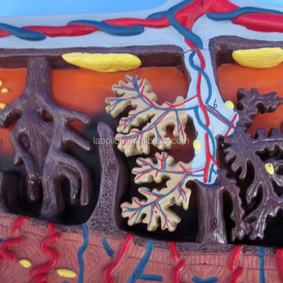 Modelo 3D Vivo da Placenta Tecido da Placenta e Cordão Umbilical para Demonstrações de Anatomia