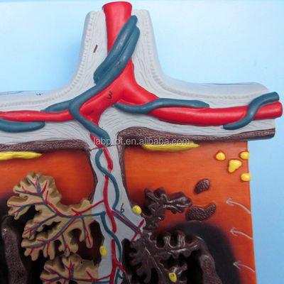 Modelo 3D Vivo da Placenta Tecido da Placenta e Cordão Umbilical para Demonstrações de Anatomia