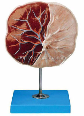 Ciências Médicas Modelo 3D de Placenta e Cordão Umbilical Humano com Anatomia detalhada