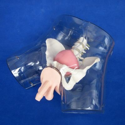 Experimente o realismo com este simulador de treinamento de cateterismo uretral masculino
