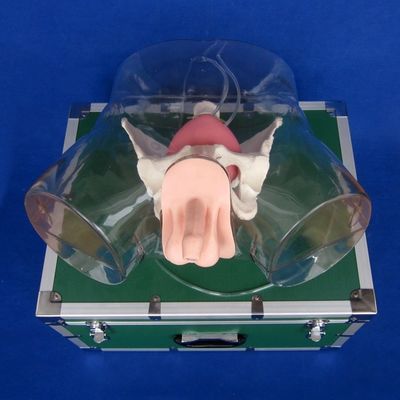 Experimente o realismo com este simulador de treinamento de cateterismo uretral masculino