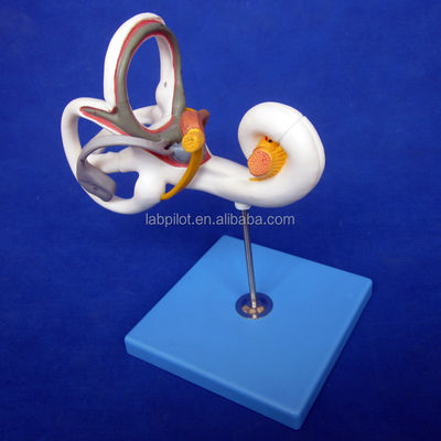 Modelo de ouvido 3D médico humano para ensino de anatomia do labirinto exibindo componentes de ouvido