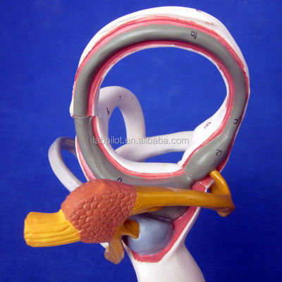 Modelo de ouvido 3D médico humano para ensino de anatomia do labirinto exibindo componentes de ouvido