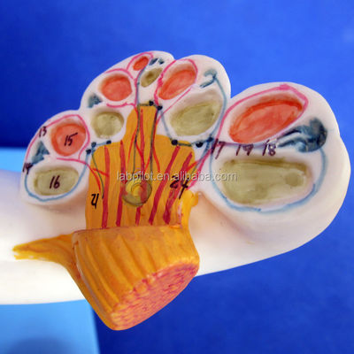 Modelo de ouvido 3D médico humano para ensino de anatomia do labirinto exibindo componentes de ouvido