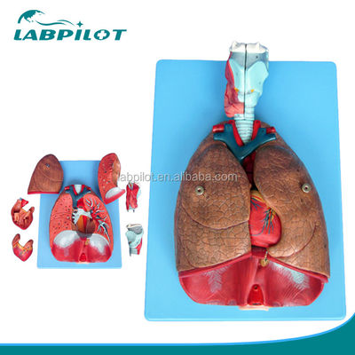 Modelo 3D do Sistema Respiratório Humano Laringe Traqueia Coração e Pulmão para Educação Médica