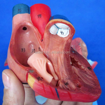 Modelo 3D do Sistema Respiratório Humano Laringe Traqueia Coração e Pulmão para Educação Médica