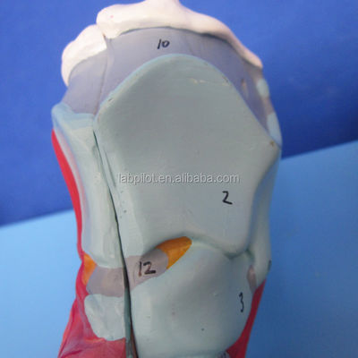 Modelo 3D do Sistema Respiratório Humano Laringe Traqueia Coração e Pulmão para Educação Médica
