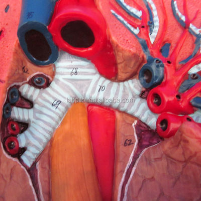 Modelo 3D do Sistema Respiratório Humano Laringe Traqueia Coração e Pulmão para Educação Médica