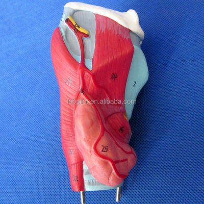 Modelo 3D do Sistema Respiratório Humano Laringe Traqueia Coração e Pulmão para Educação Médica