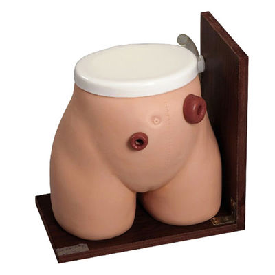 Habilidades de Enema Ensino Manikin A ferramenta perfeita de treinamento para Fistula Médica Stoma Cuidados