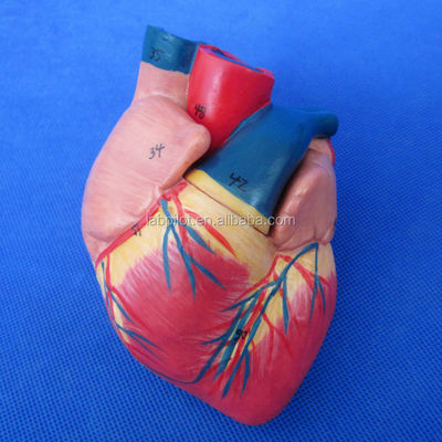 Modelo 3D do Sistema Respiratório Humano Laringe Traqueia Coração e Pulmão para Educação Médica