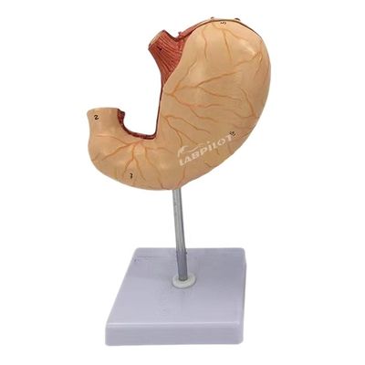 Modelo avançado de ensino médico de PVC para hospitais Modelo anatômico do estômago humano