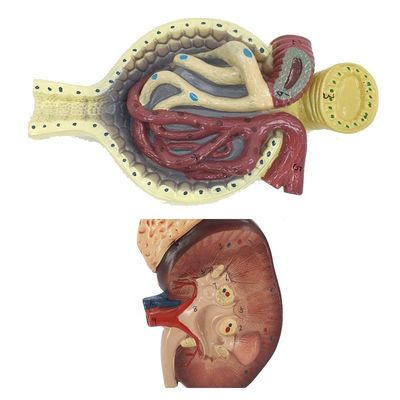 Modelo do Sistema Urinário Humano para Ensino de Anatomia Nefrônica e Glomerulosa Renal