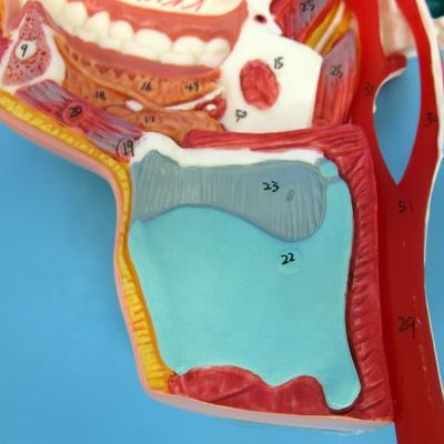 Modelo detalhado de nervos e vasos faciais Material avançado de PVC para estribo abrangente